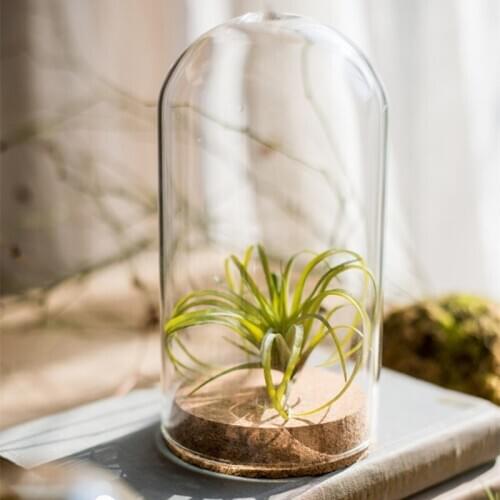 2sets/pack 9*12cm Cork Base Cylinder Shape Glass Dome Home Decoration Glass Cover Vase Friend Gift Wedding Decoration