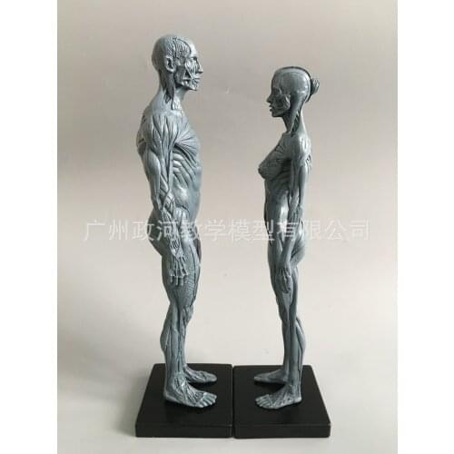 30cm Human Skull Model Musculoskeletal Anatomy Art Painting Sculpture Teaching Medical Reference Model