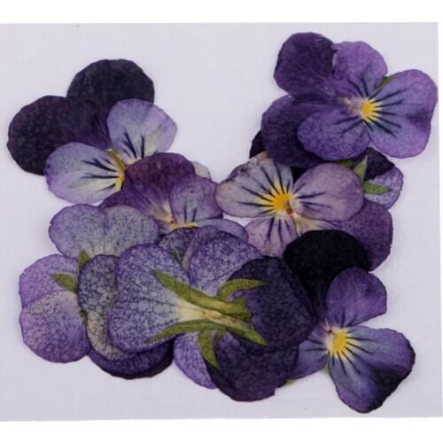 36x Natural Dried Pressed Flowers For DIY Scrapbooking Crafts Violet Flowers