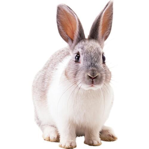 Rylybons 1PCS 7.8*14cm Car Stickers Carton 3D Cute Rabbit Car Window Door Vinyl Decals Motorcycle accessories car-styling