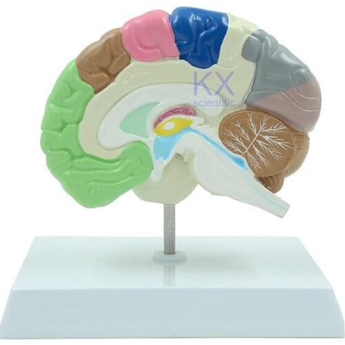 Color right hemisphere model brain functional area anatomy 18*14*16.5cm Medical teaching model