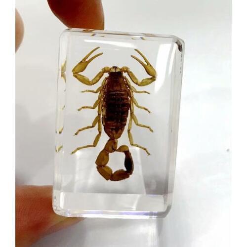 FREE SHIPPING Discount Sale Creative SO 9 Cool Specimen Books Tools Home Decorative Gift