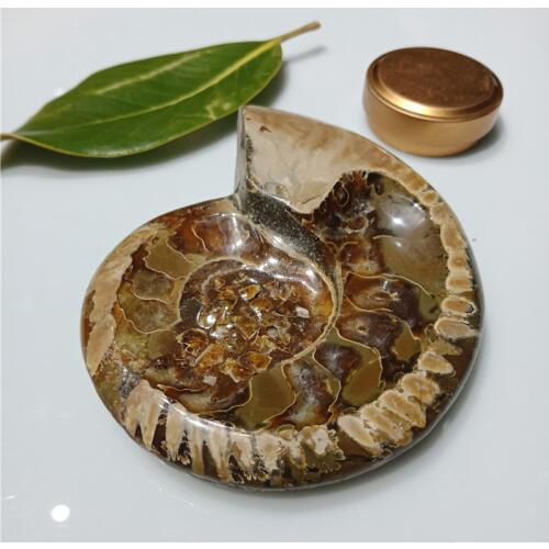 500g Natural Ammonite Fossils Tobacco Jar Minerals Specimen Stone Morocco Ocean Animal Snail Conch Ashtray free shipping