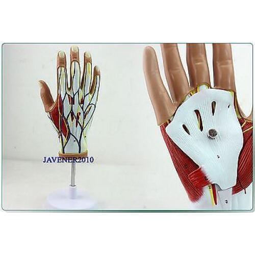 Life Size Human Anatomical Anatomy Hand Medical Model Muscle Nerve +Stand