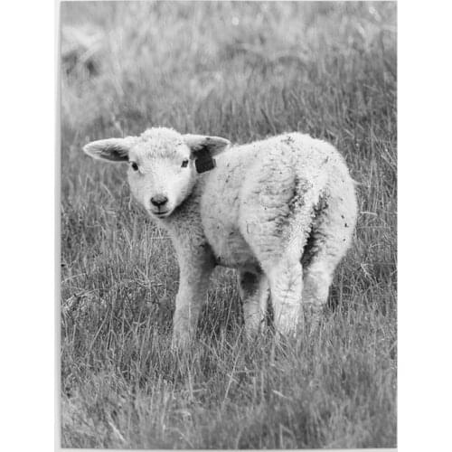 A White Goat Cute Animal Gifts Black Canvas Wall Art Printed Pictures Poster Paintings Home Decoration Modular Living Room Frame