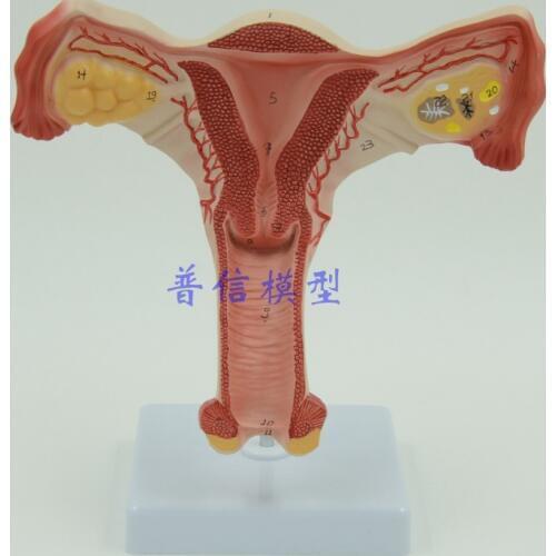Free shipping&Model of the uterus,Genital anatomy model,Family planning teaching model,Teaching for medical