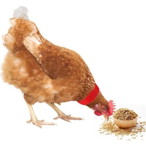 No Crow Rooster Collar Chicken Collar Noise Free Anti-Hook Neckband Collars Supplies