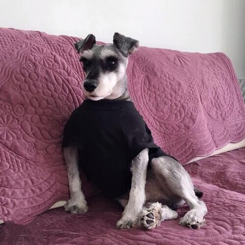 Schnauzer Fashion Summer T-shirt Corgi Vest Pet Clothes Small Dogs |French Bulldog Clothing Dog Pug Costume Dropshipping LYC01