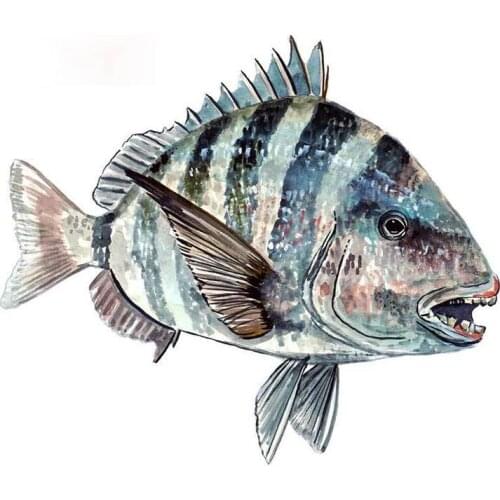 Personality Sheepshead Fish Fishing Home Office Room Camp Vinyl Decal Window Decor Graphics Car Stickers Apply To Car Window