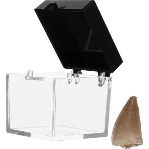 1set Mosasaurus Teeth Fossil Paleontology Fossil Science Ornaments Teaching Props