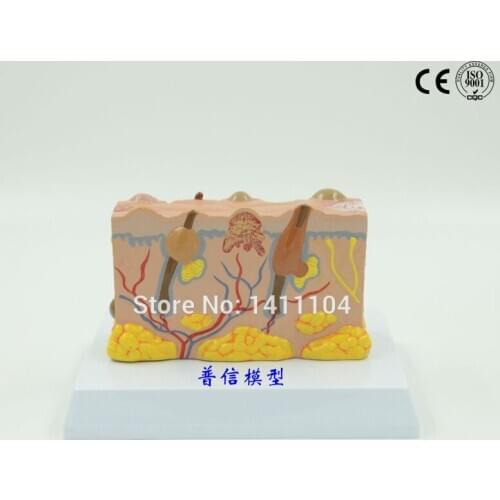 Free shipping&Human skin enlargement model, skin pathological model, medical skin anatomy, human skin model.For teaching medical