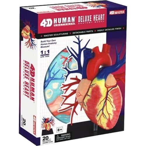 1:1 big heart internal organs 4D MASTER puzzle assembly toy organ anatomy medical teaching model