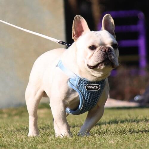 Summer New Breathable Mesh Pet Vest Harness and Leash Set Small Dog Puppy Cat Vest Harness Collar Dog Products