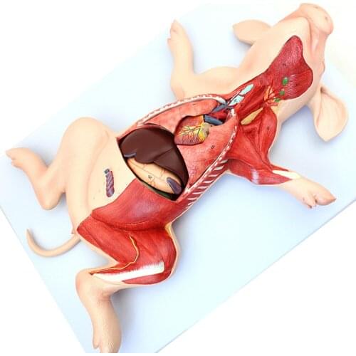 Halloween Gift Pig Anatomy Model Pig Embryo Pig Organ Viscera Muscle Nerve Animal Husbandry Anatomy