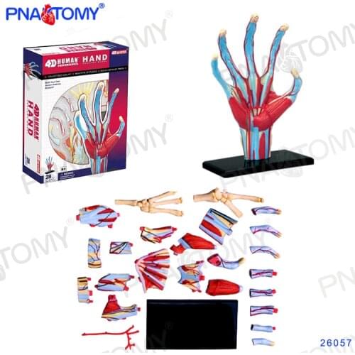 4d Human Hand Skeleton Anatomical Model Anatomy Skeleton DIY Gift Children Toy Puzzle Educational Model Internal Organs