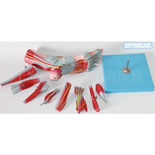 Foot Muscles Attached to Main Vascular Nerve Model Foot Joints Muscles Foot Subsequent Anatomy model