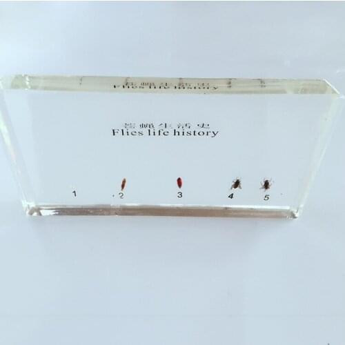 Fly Growth Development Embedded Specimen Transparent Resin Real Insect Flies Growth History Specimen Biological Teaching Aids