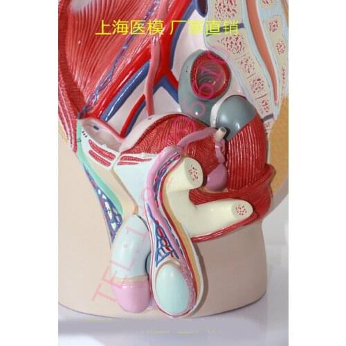 Male external genitalia anatomical model Pelvic sagittal plane model Bladder section model