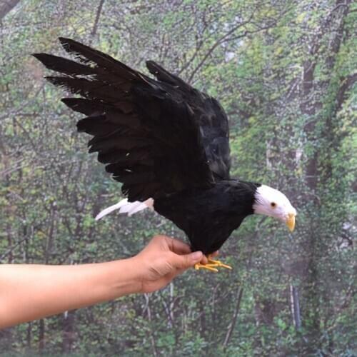 Large 60x40cm simulation feathers eagle, spreading wings bird model home garden decoration gift h1134