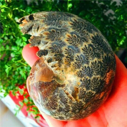 280-320g Ammonite Cleoniceras Snail Fossil Madagascar Amazing Natural Geology Specimen Mineral Snail Shell Collection Healing
