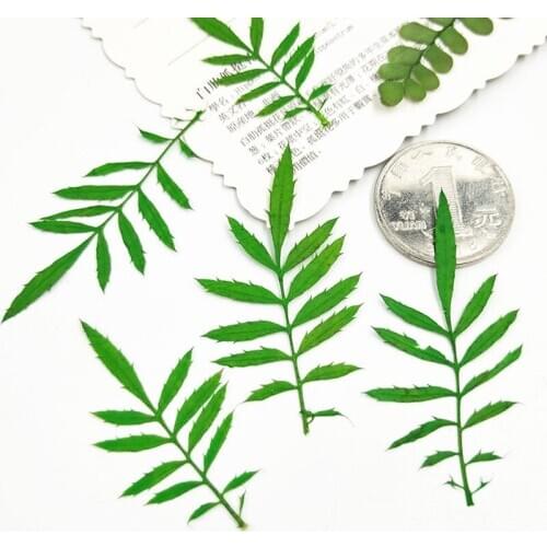 Dyed Green Color Leaf Dried Pressed Flower For Candle DIY Material Free Shipment 120pcs