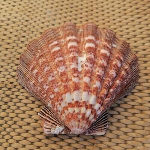 Conch shells natural color large scallop shell home decoration scallop seashells shell scallop decoration
