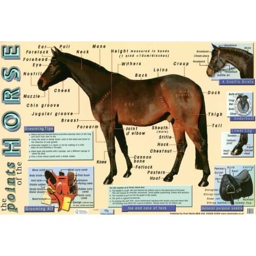 Points of the Horse picture Art Film Print Silk Poster for Your Home Wall Decor 24x36inch