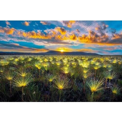 Dandelion Sunflowers Animal Garden 5d DIY Diamond Painting Set Embroidery Cross Stitch Kit Crystal Drill Home Decoration 40x50cm