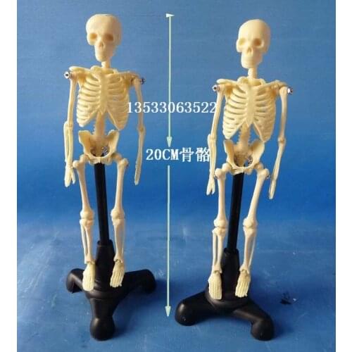 20cm Human Skeleton Assembled model free shipping