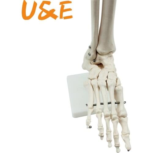 Flexible Human Foot Bone Model Foot Sole Joints of Foot Ankle Tibia and Fibula Foot Model of Orthopedics