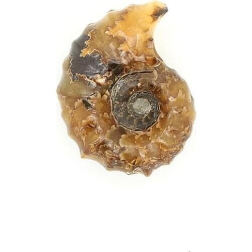 Need Morocco Full jade snail fossil specimens of high-end gift boutique teaching fossil collections yhl07