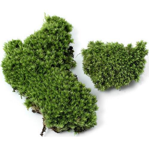 1Pc DIY Miniature Plush Stone Micro Landscaping Home Garden Wedding Decoration Craft Accessories Artificial Moss Plant Long
