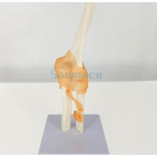 Elbow Joint Anatomical Model Skeleton Human Medical Anatomy Life Size Functional Type