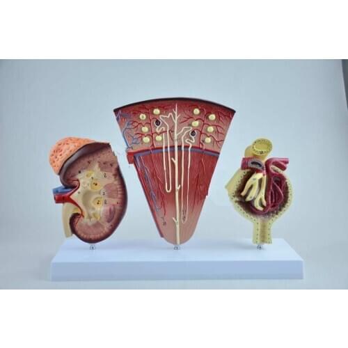 Kidney, nephron and glomerular model medical teaching kidney anatomical model