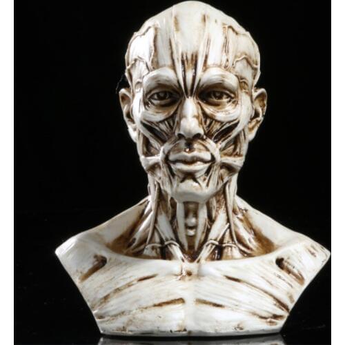 Art Sketch Human Muscle Skeleton Head Model Skull Anatomy Bust Model Home Decoration Accessories Halloween Gift