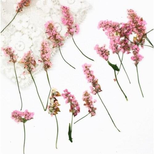 20pcs 4-6cm Pressed Dried Pink Buckwheat Flower Plant Herbarium For Jewelry Photo Frame Phone Case Bookmark Making DIY