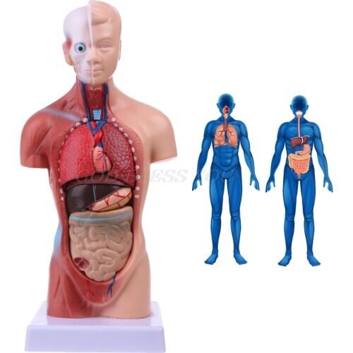 Human Torso Body Model Anatomy Anatomical Medical Internal Organs For Teaching Drop Shipping