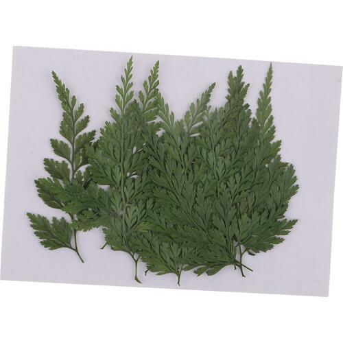 12pcs Pressed Dry Fern Leaves Dried Flowers DIY Phone Case Scrapbooking Card