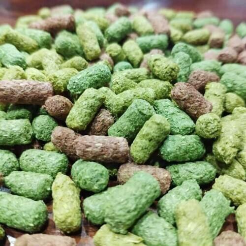 Turtle Tortoise Food Feed Sticks Granules Reptile Aquarium Fish Food Golden Edition 100/200g