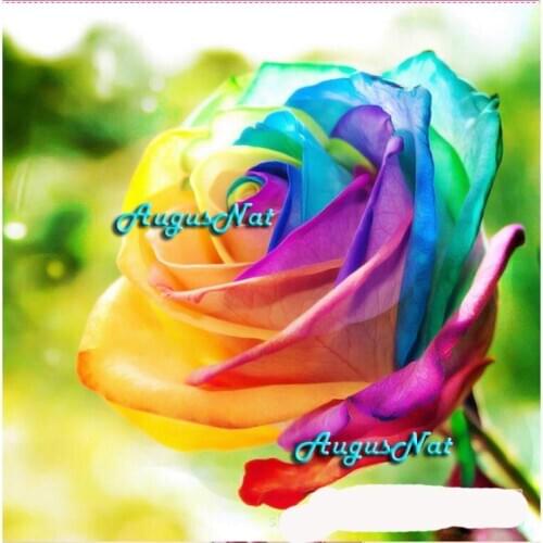 Colorful rose flower diamond painting full round valentines day present wall art wedding decor needlework crafts diy gifts