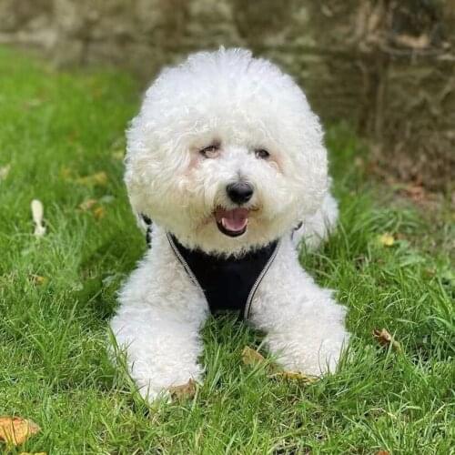 Fashion Pet Dog Leather Harness Leash Set for Small Medium Dogs Outdoor French Bulldog Pomeranian Dropshipping ZLL13