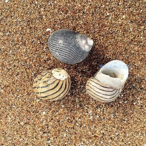 Natural conch shell conch 1.5-2CM small black lines platform fish tank Decoration drift bottles DIY materials for crafts