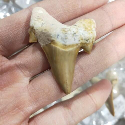 1pcs Natural Stone Megalodon Tooth Fossil Decoration Fossil Shark Teeth Marine Biology Science Teaching Specimen