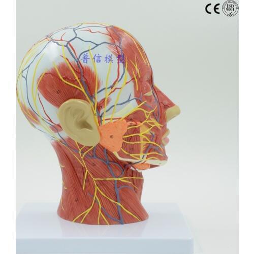 Human,skull with muscle and nerve blood vessel, head section brain, human anatomy model. School medical teaching