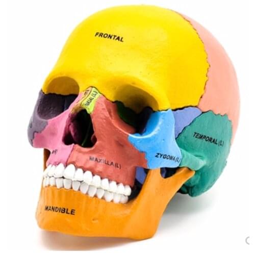 Human Exploded Colored Skull Model 17 Parts Anatomy Model Detachable DIY Toy Educational Equipment with Manual 4D MASTER