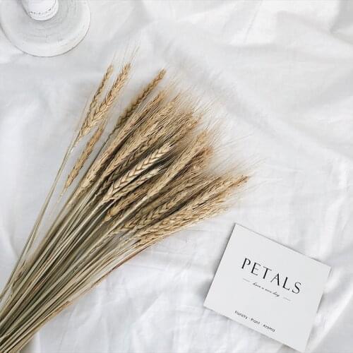 Dried Flowers For Wedding Party DIY Craft Bouquet Real Wheat Ear Flower Decoration Natural Pampas Rabbit Tail Grass