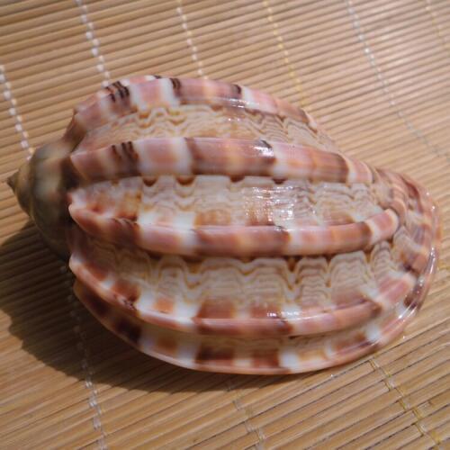 HappyKiss 2pcs/ lot Natural 8-9cm seashells screw shell aquarius diy wedding mascot sea conch fish tank to decorate crafts