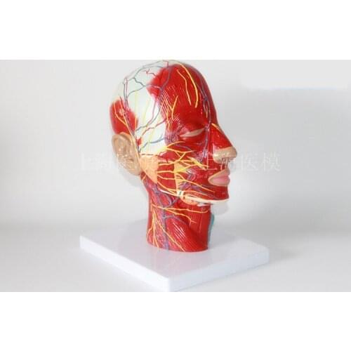 Head sagittal section model head and neck blood vessels and nerves model brain anatomical model