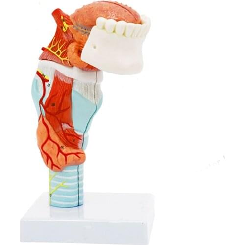 Human Throat Larynx Tongue Tooth Anatomy Model Medical Science Teaching Resources Dropshipping