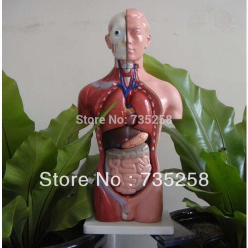 42CM Male Torso 13 Parts,The Human Body Anatomy Teaching Model